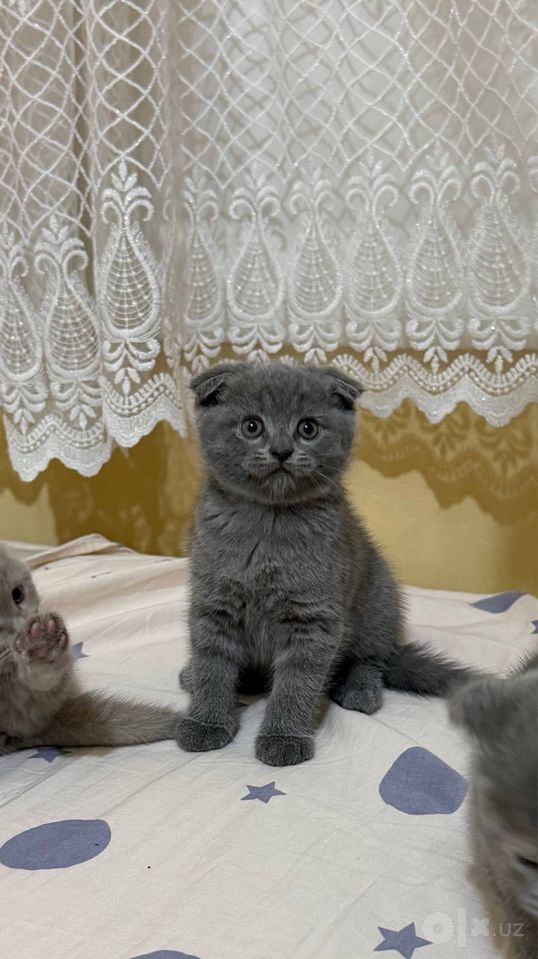 400 000 сум