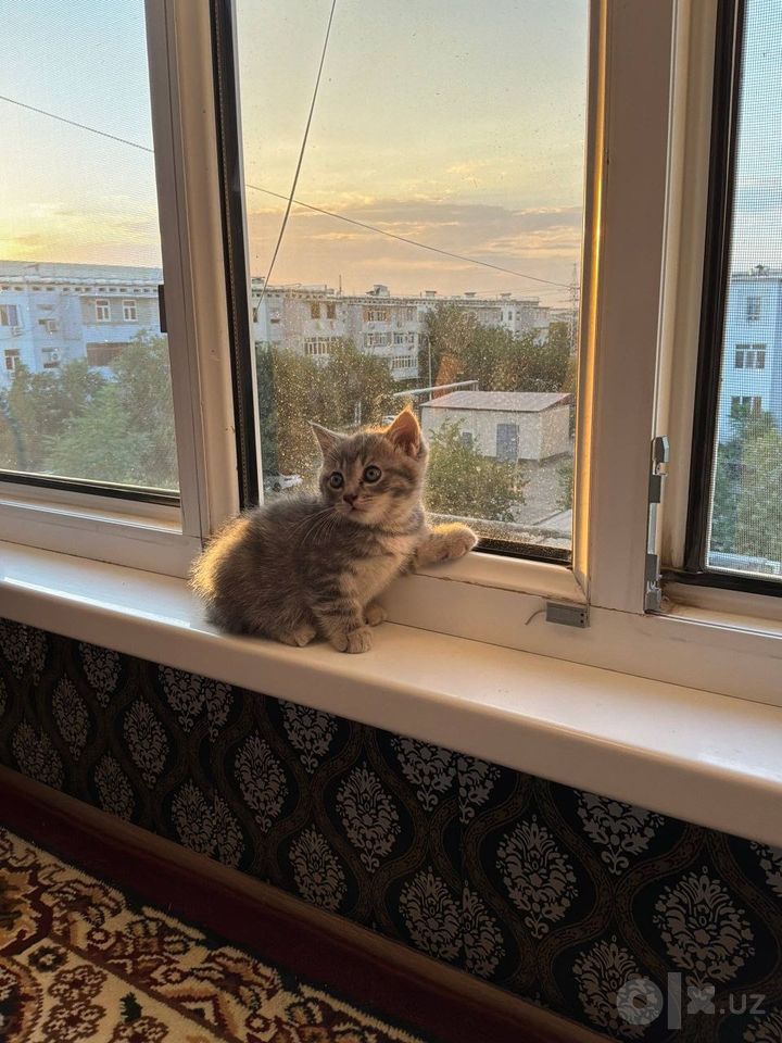 Бесплатно
