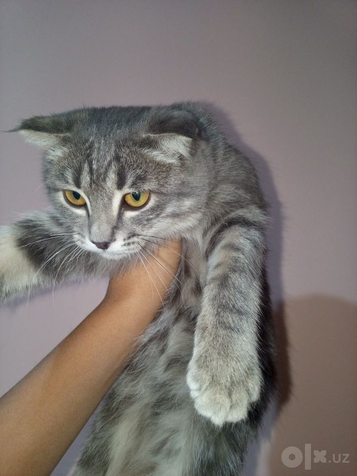 550 000 UZS