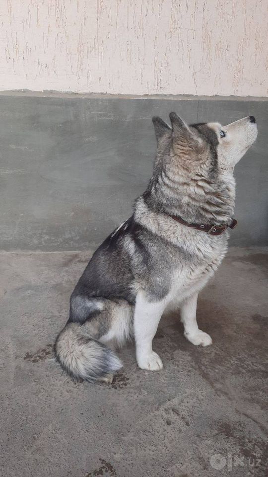 100 USD