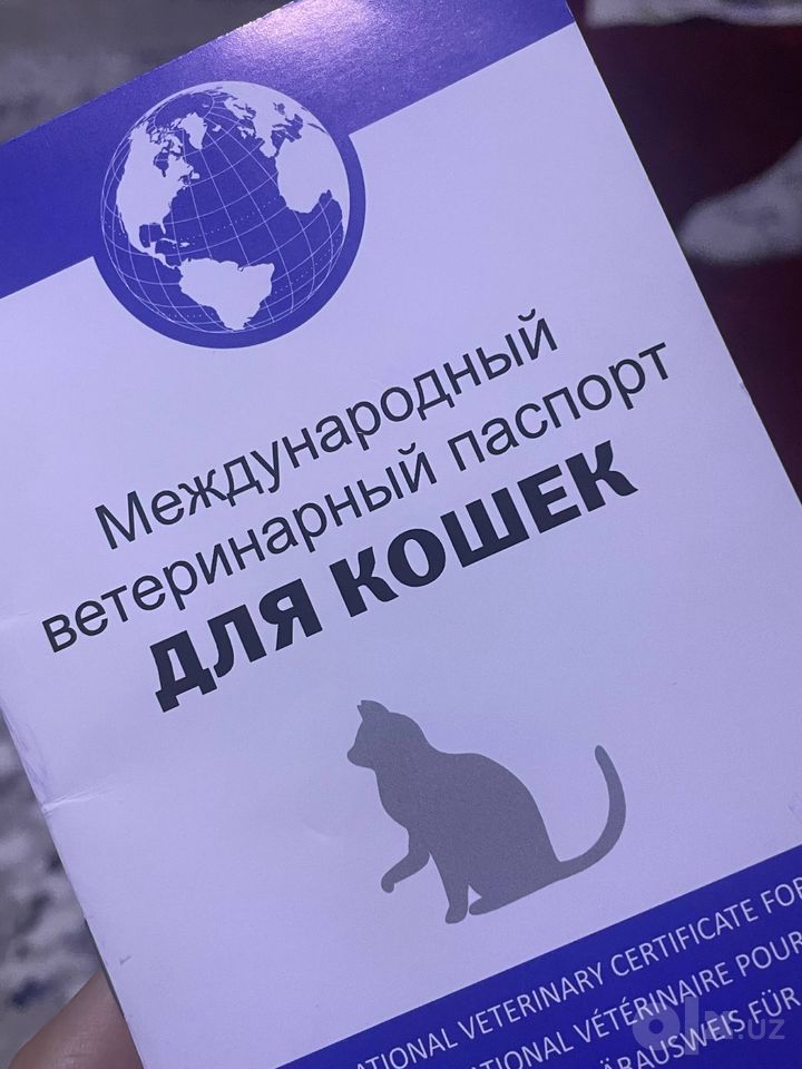 Бесплатно