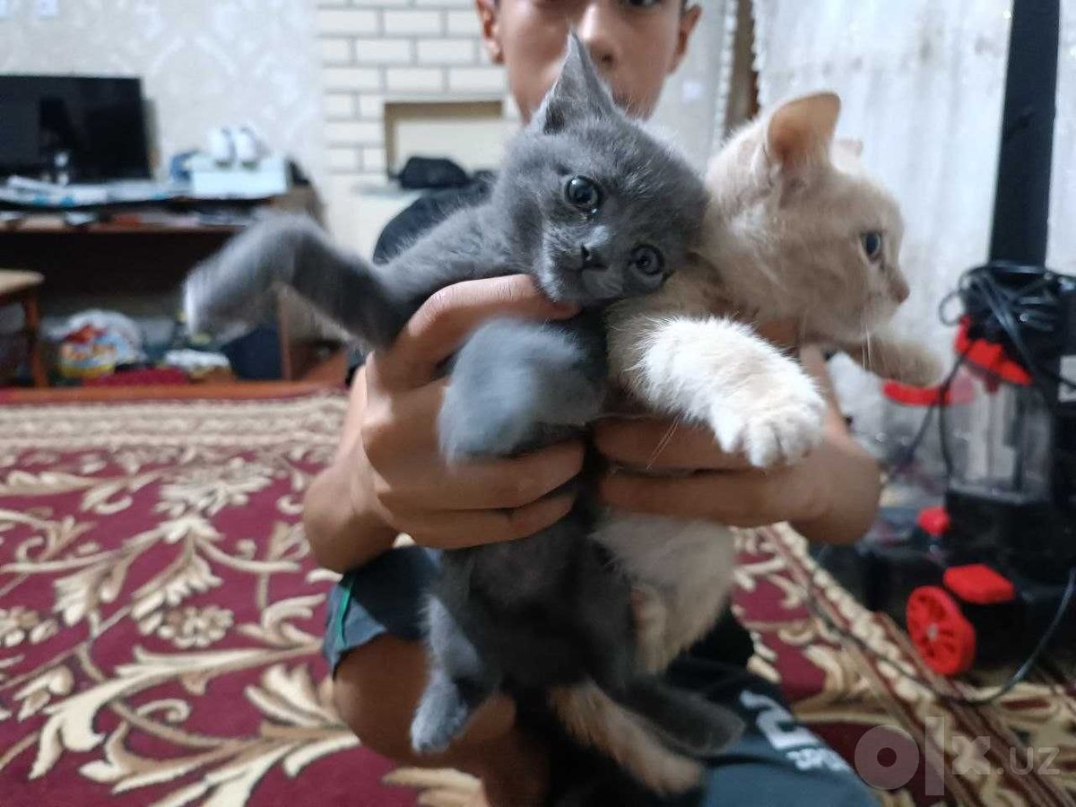 300 000 сум