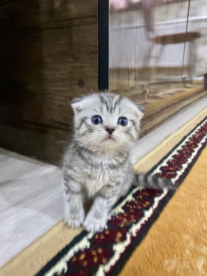 600 000 сум