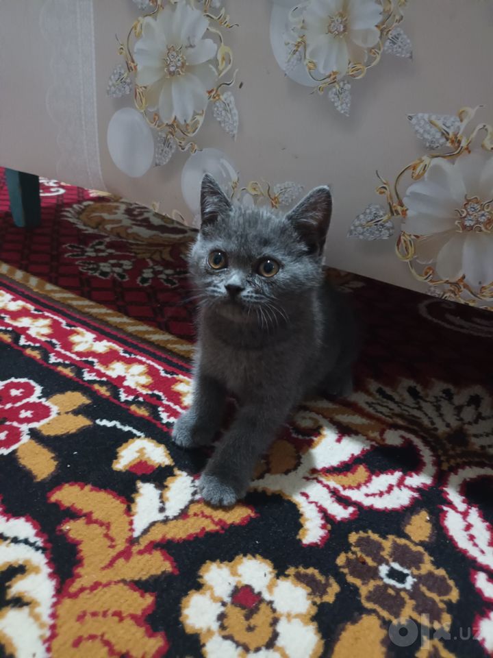 1 265 000 сум
