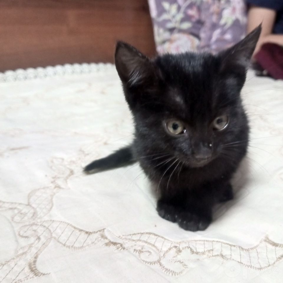 Бесплатно