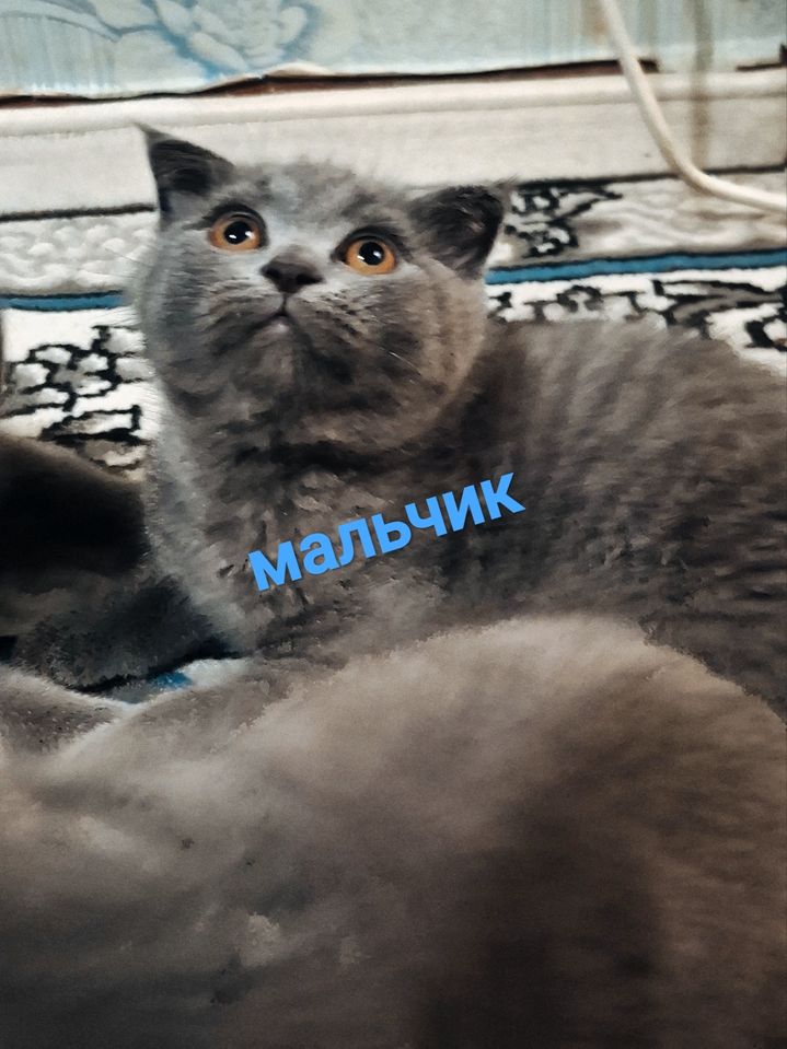 700 000 UZS
