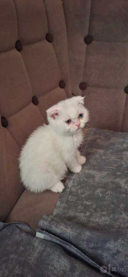 1 300 000 сум