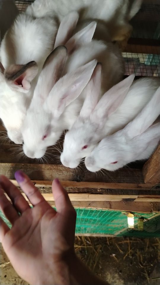 75 000 сум
