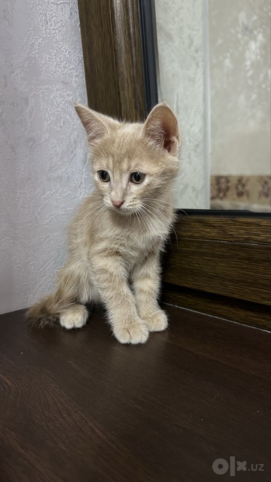 200 000 сум