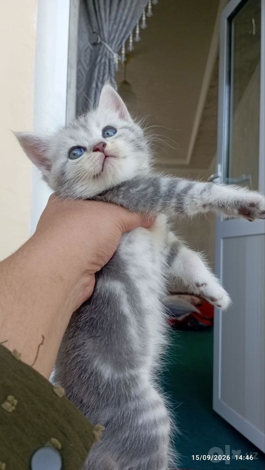 800 000 сум