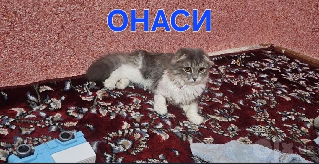 600 000 сум