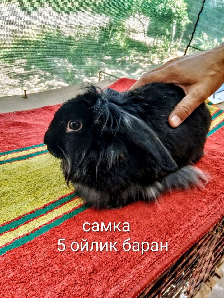 250 000 сум