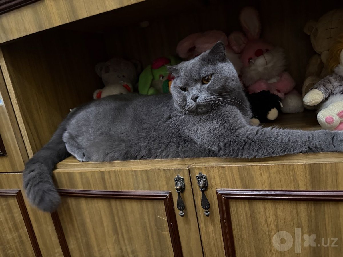 Бесплатно
