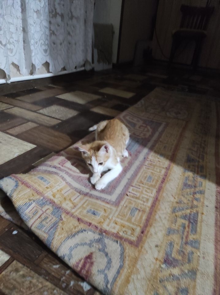 Бесплатно