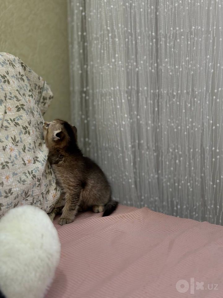1 200 000 сум