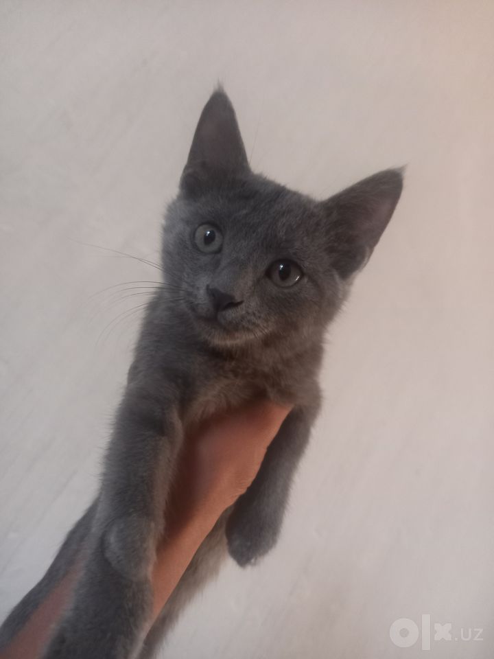 500 000 сум
