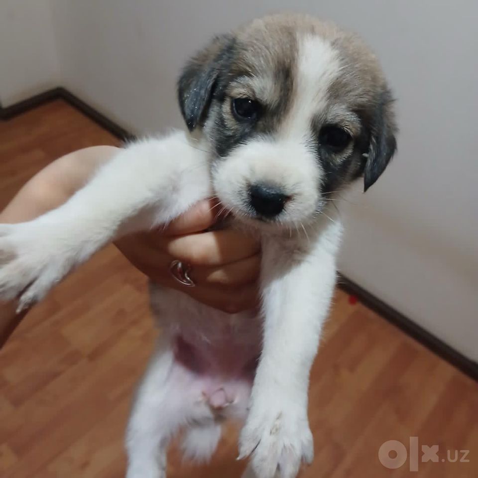 Бесплатно
