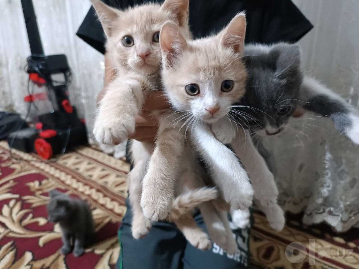 300 000 сум