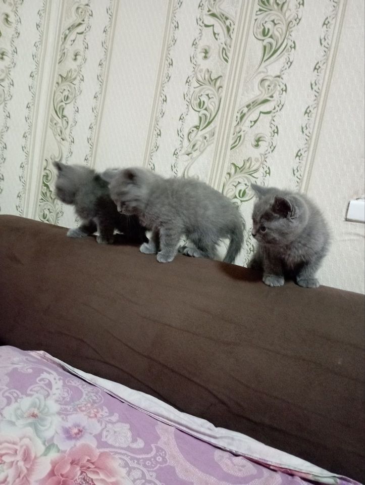 300 000 сум