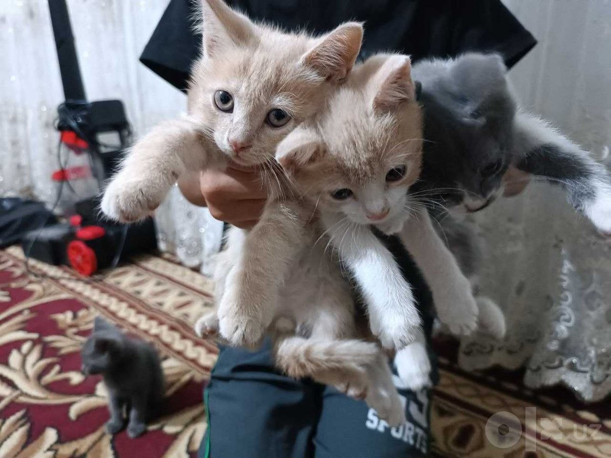 300 000 сум