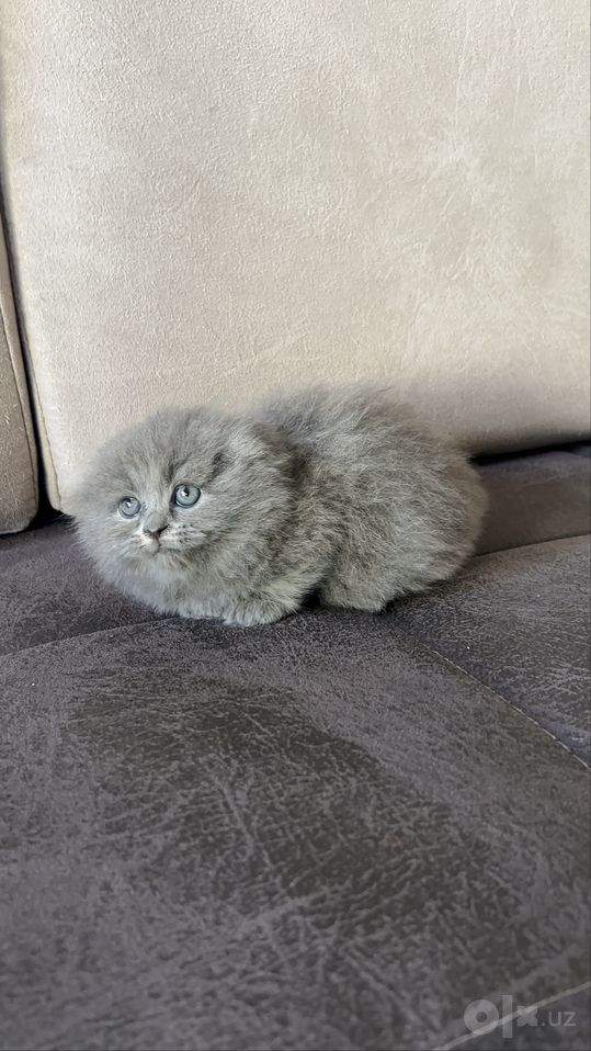 400 000 сум