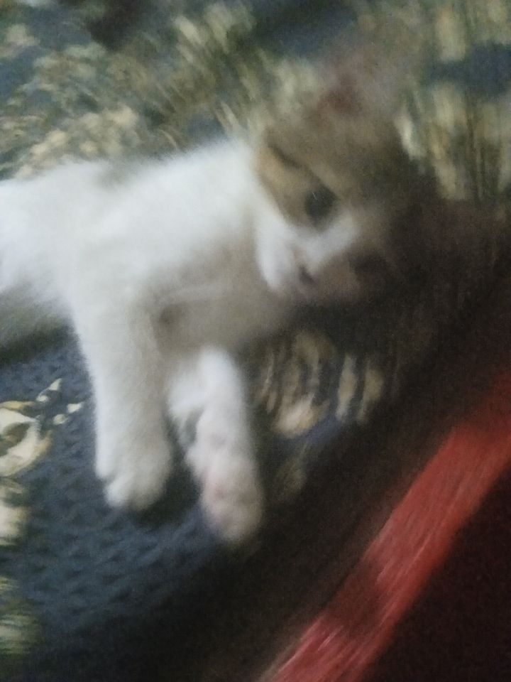 Free