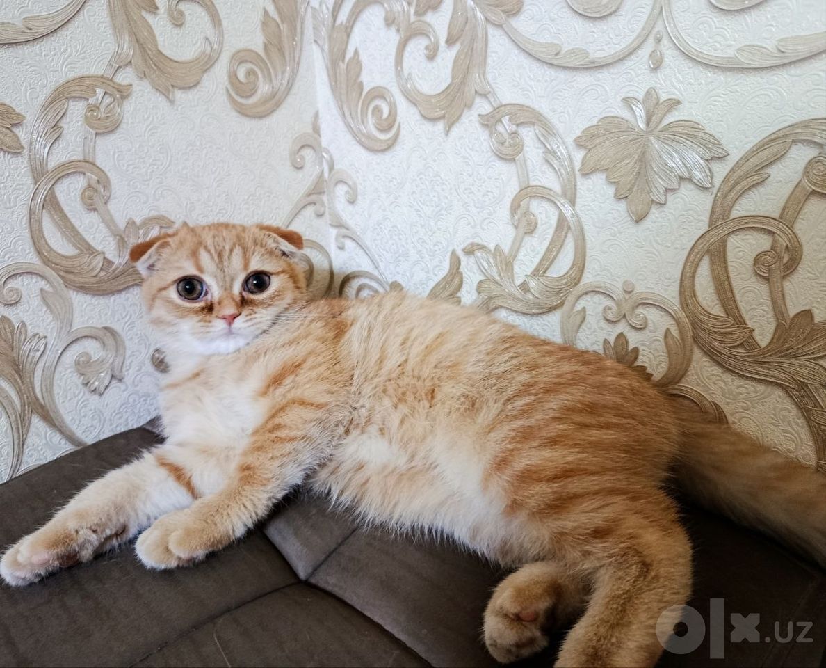 500 000 сум