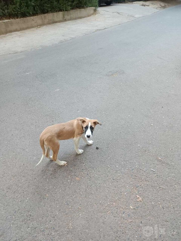 Бесплатно