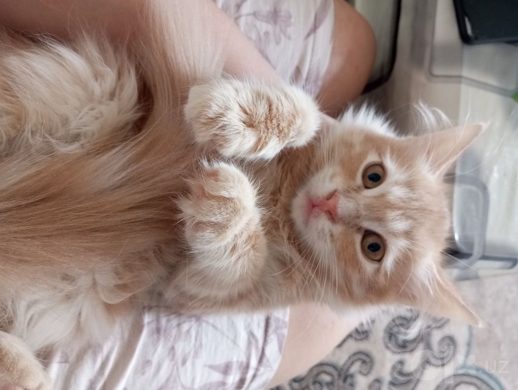 650 000 сум