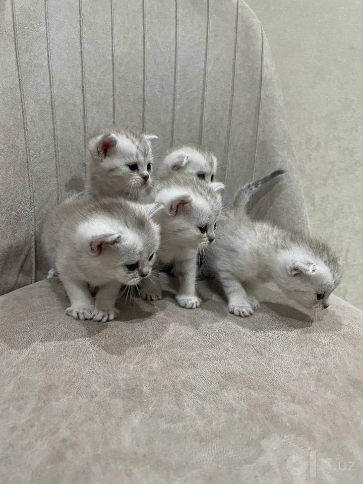 1 200 000 сум