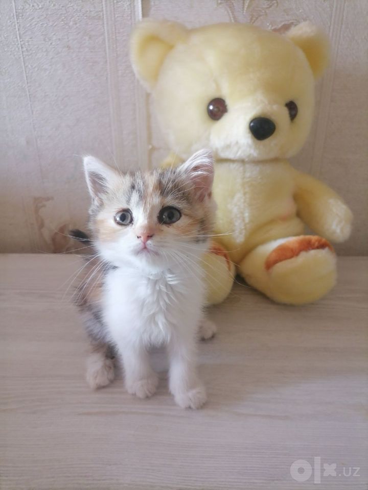 500 000 UZS