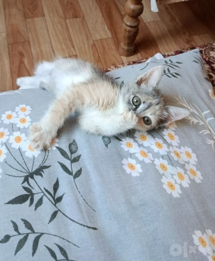 Бесплатно