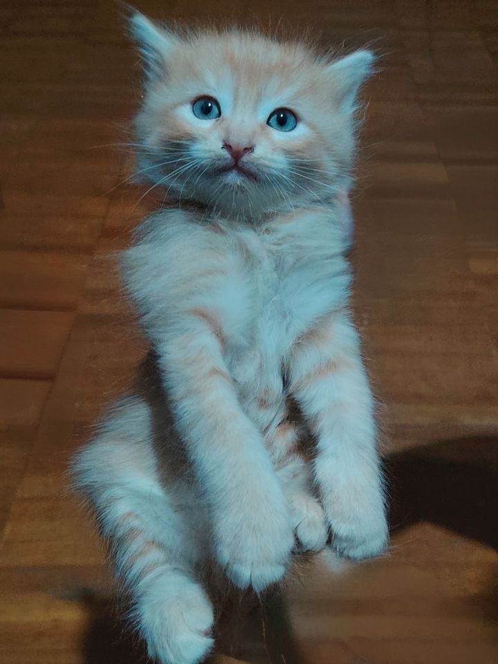 Бесплатно