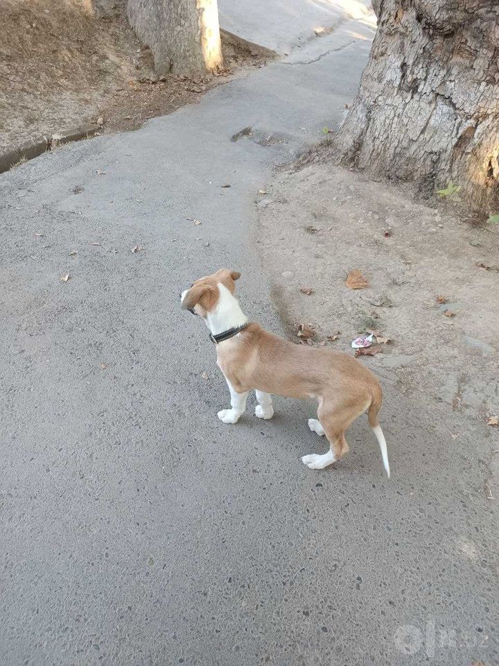 Бесплатно