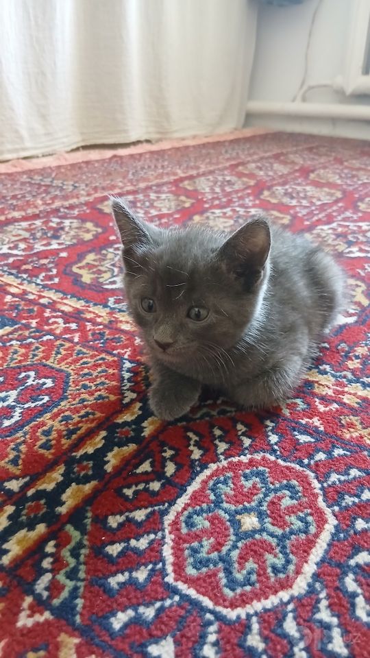 400 000 сум
