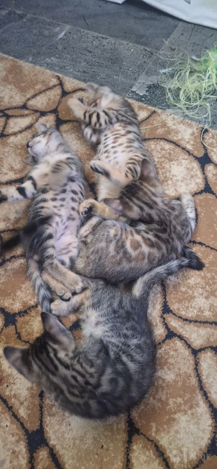 500 000 сум