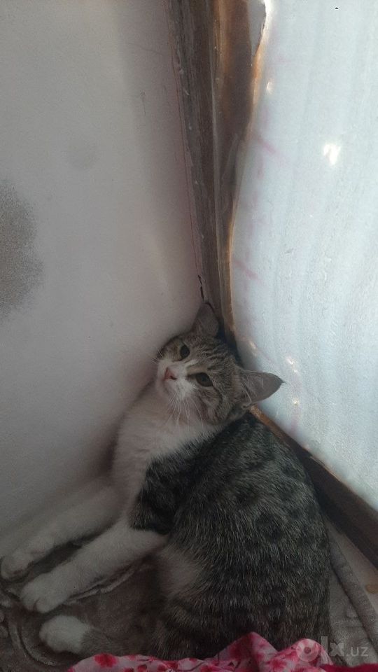 Бесплатно