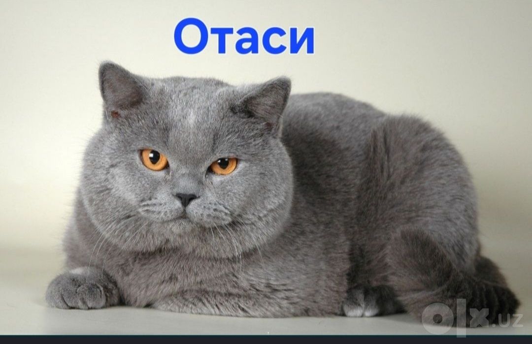 600 000 сум