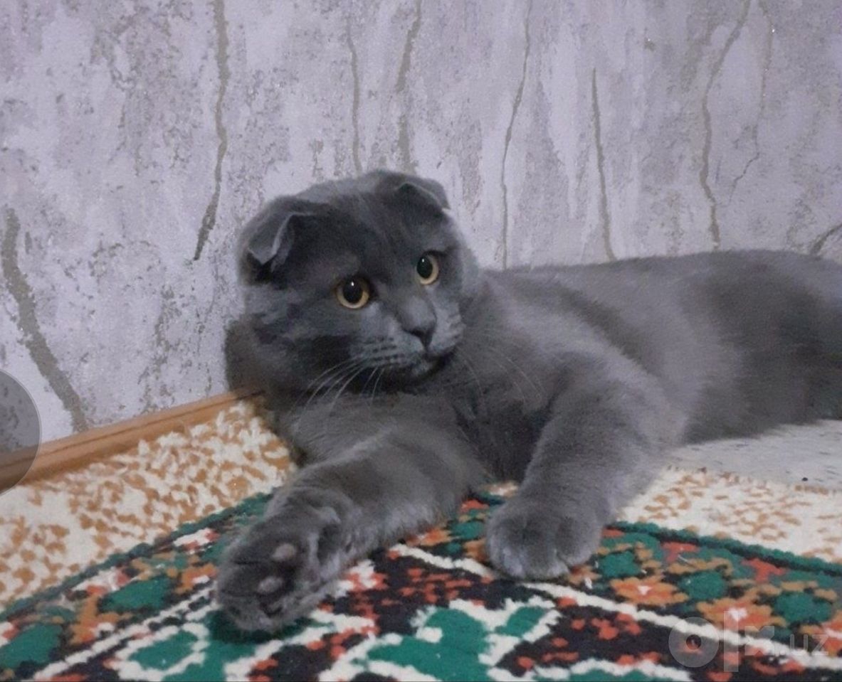 500 000 UZS