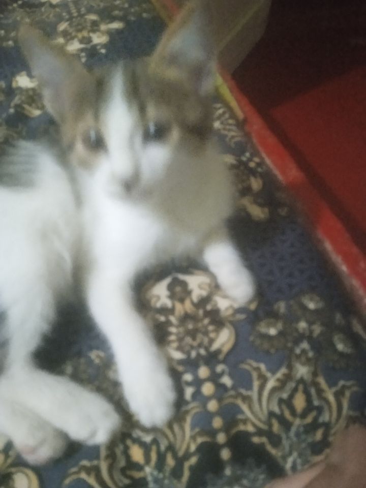 Free