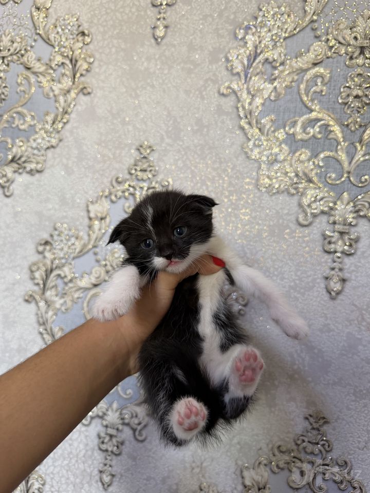 500 000 сум