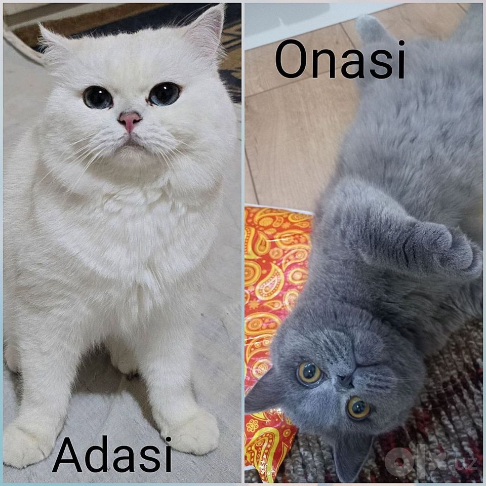 1 200 000 сум