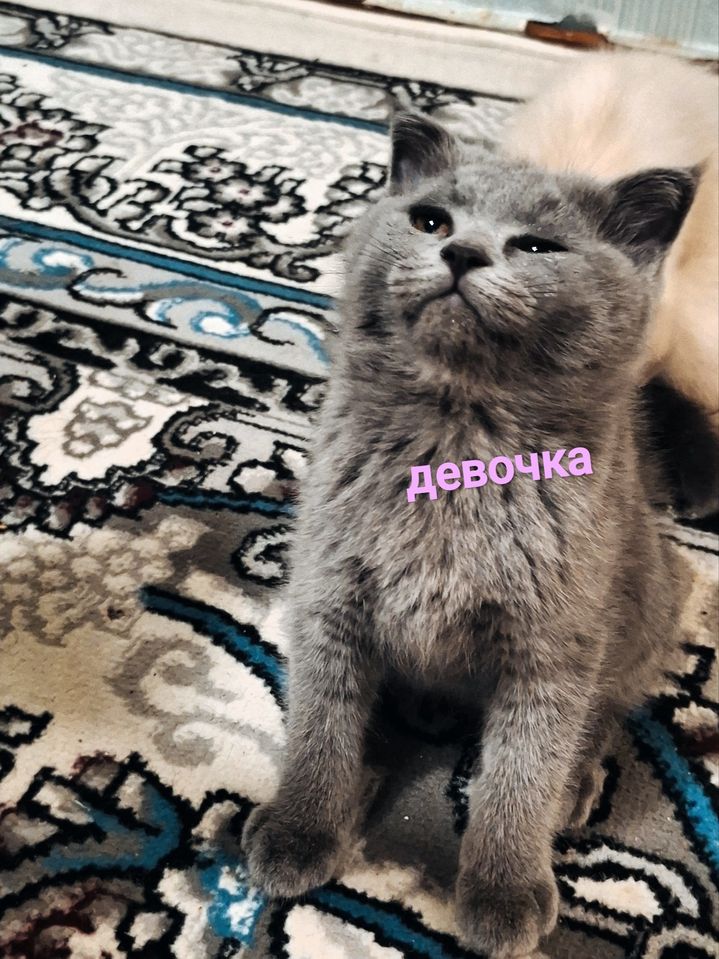 700 000 UZS