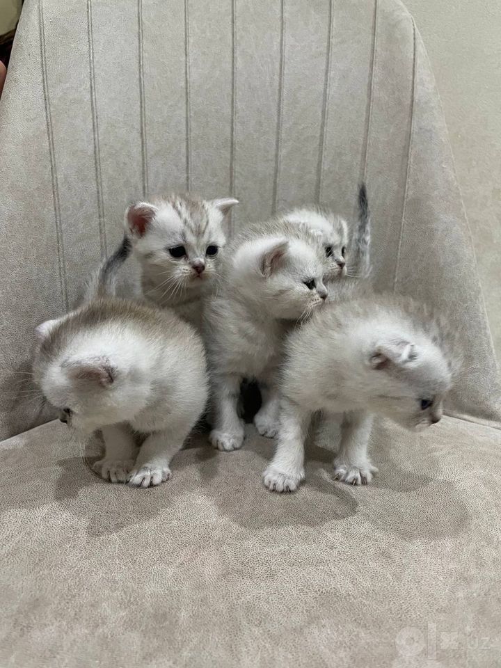1 200 000 сум