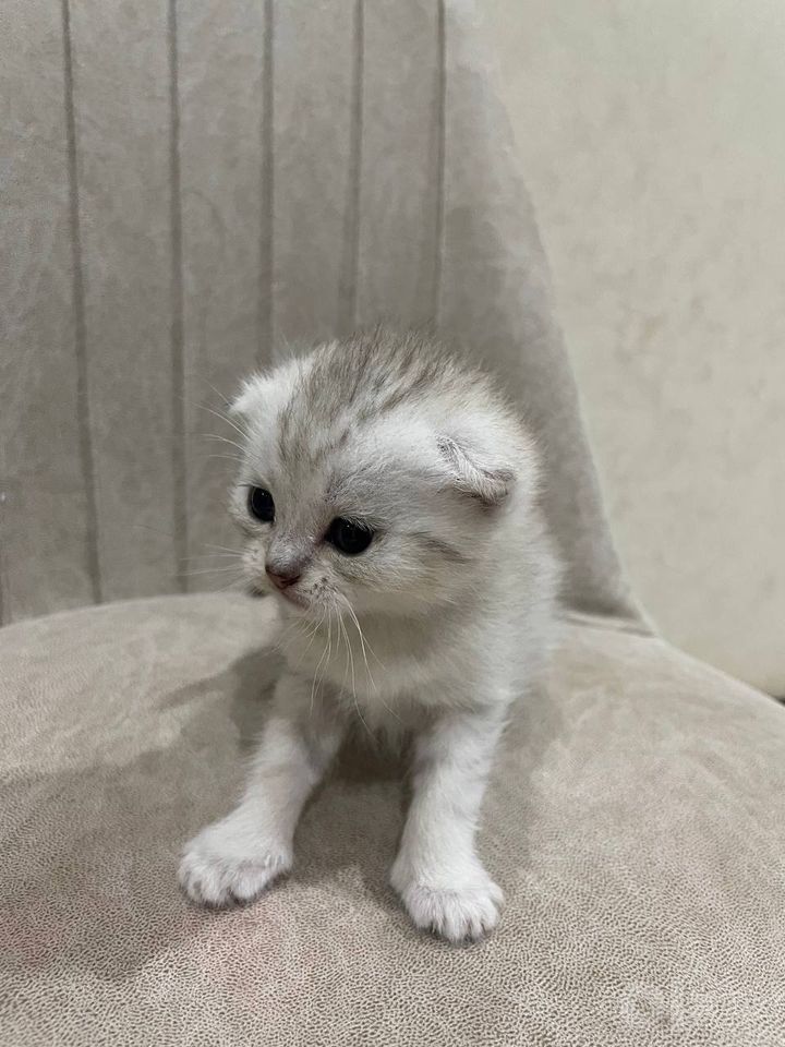 1 200 000 сум