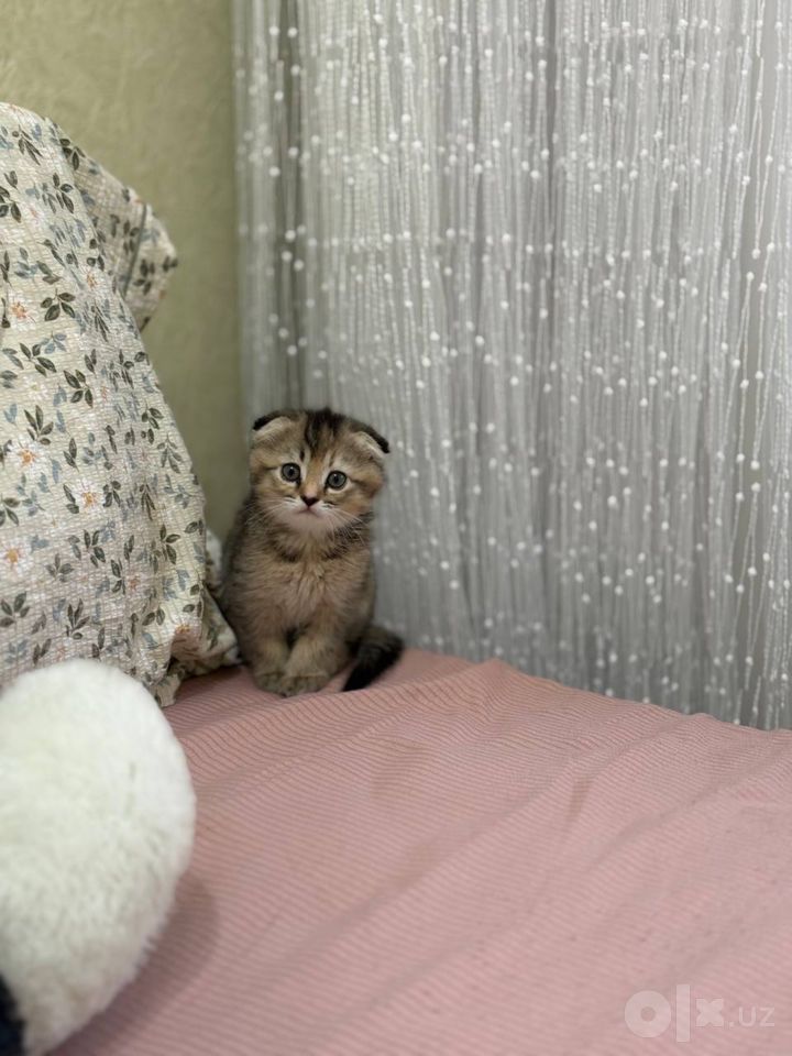 1 200 000 сум