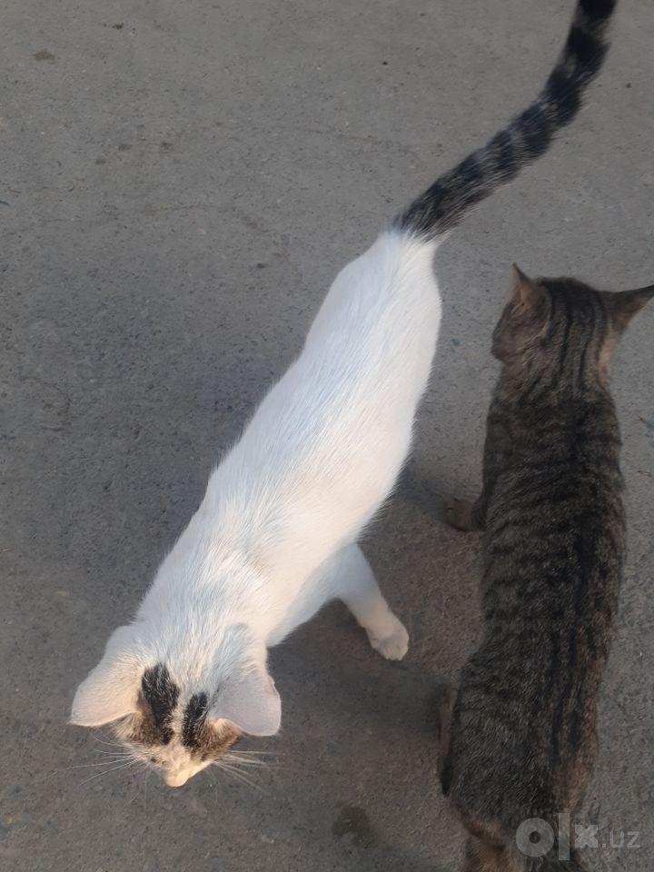 Бесплатно