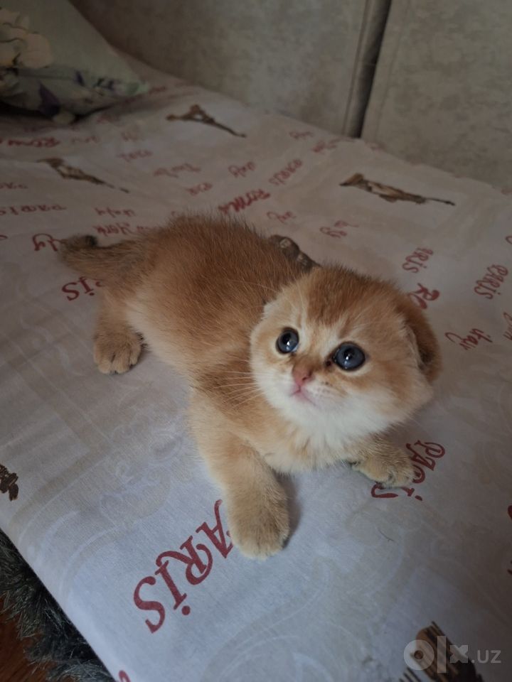 250 USD