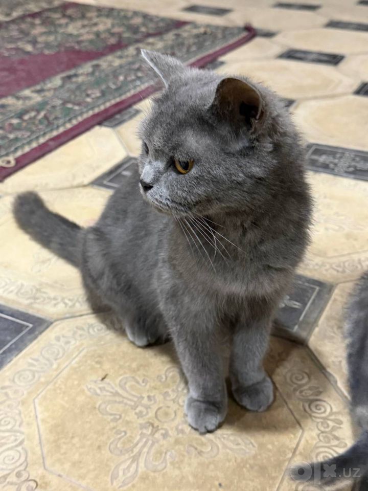 400 000 сум