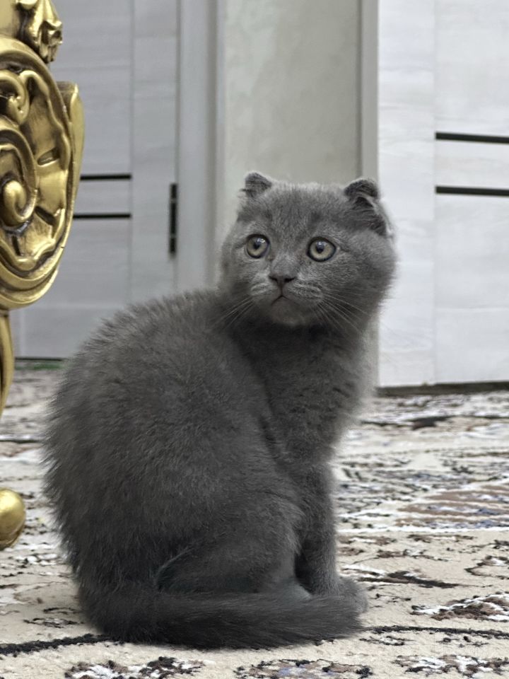 500 000 сум